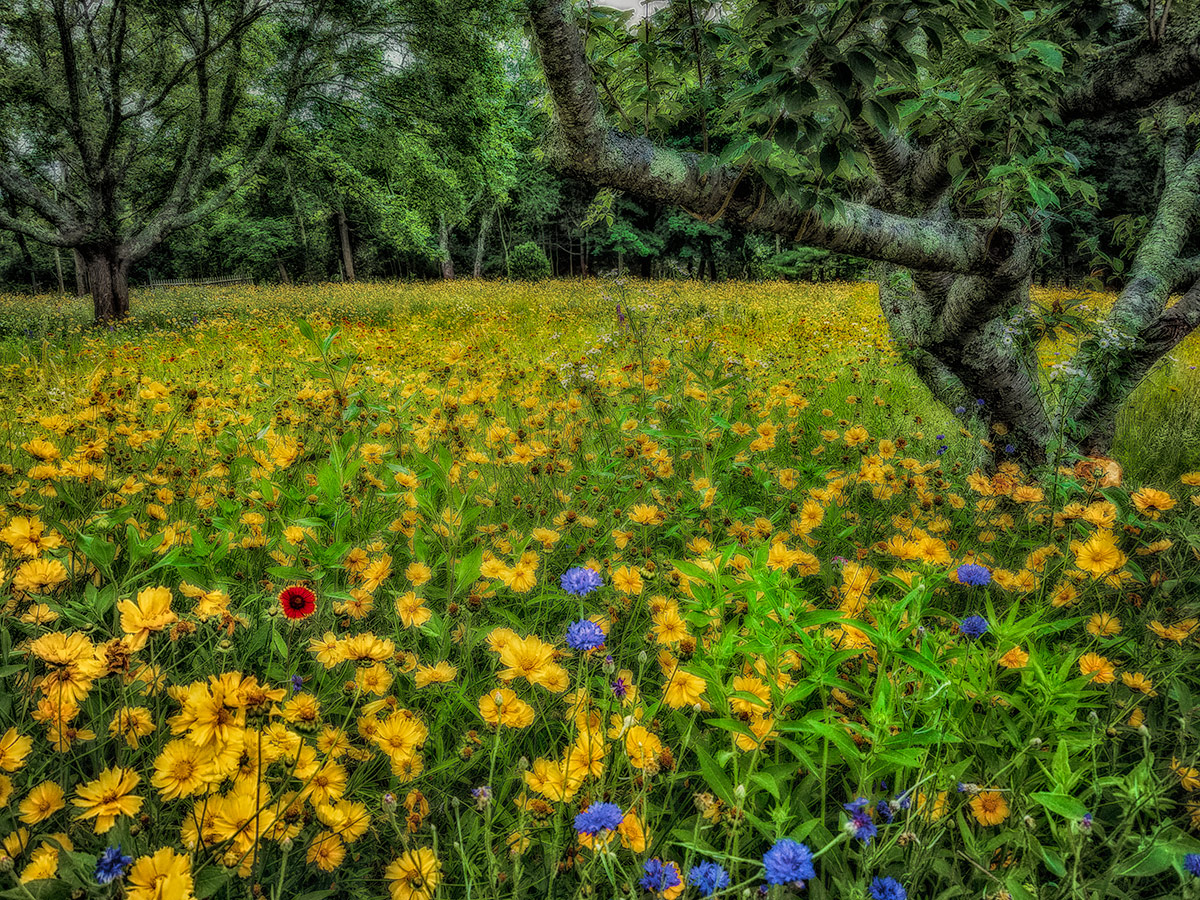 A Fallow Field, a Flood of Flowers