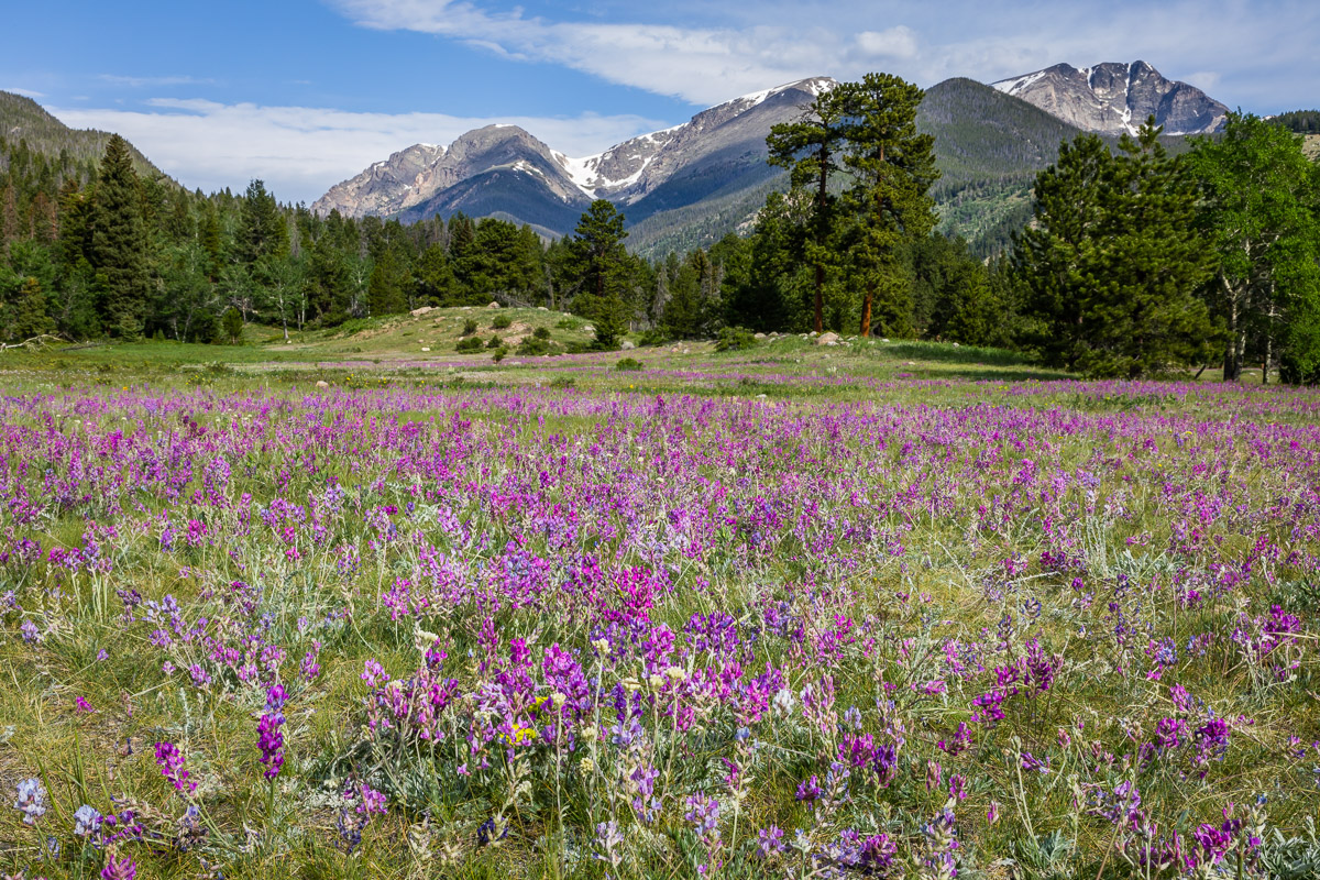 Rocky Mountain Penstemon