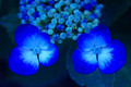 Hydrangea