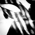 kudu voodoo