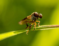Robber Fly on a blade of grass in the morning sun