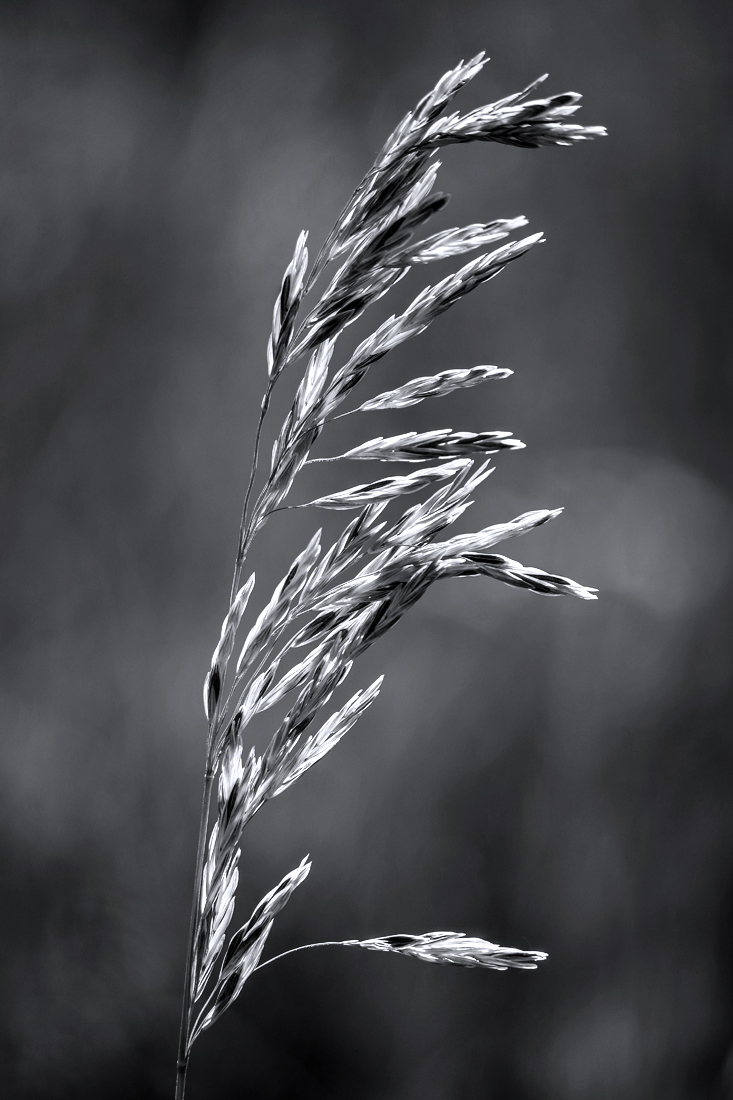 Study in B&W