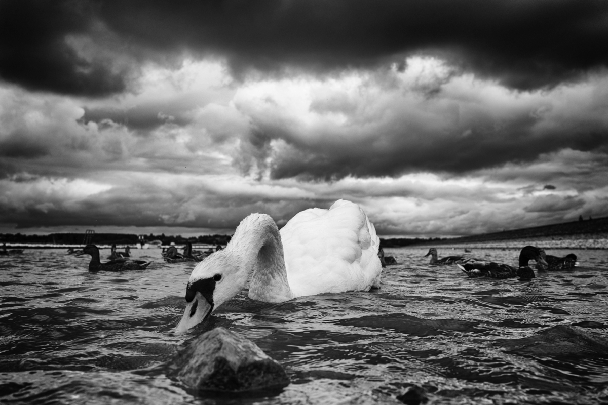 Swan Lake