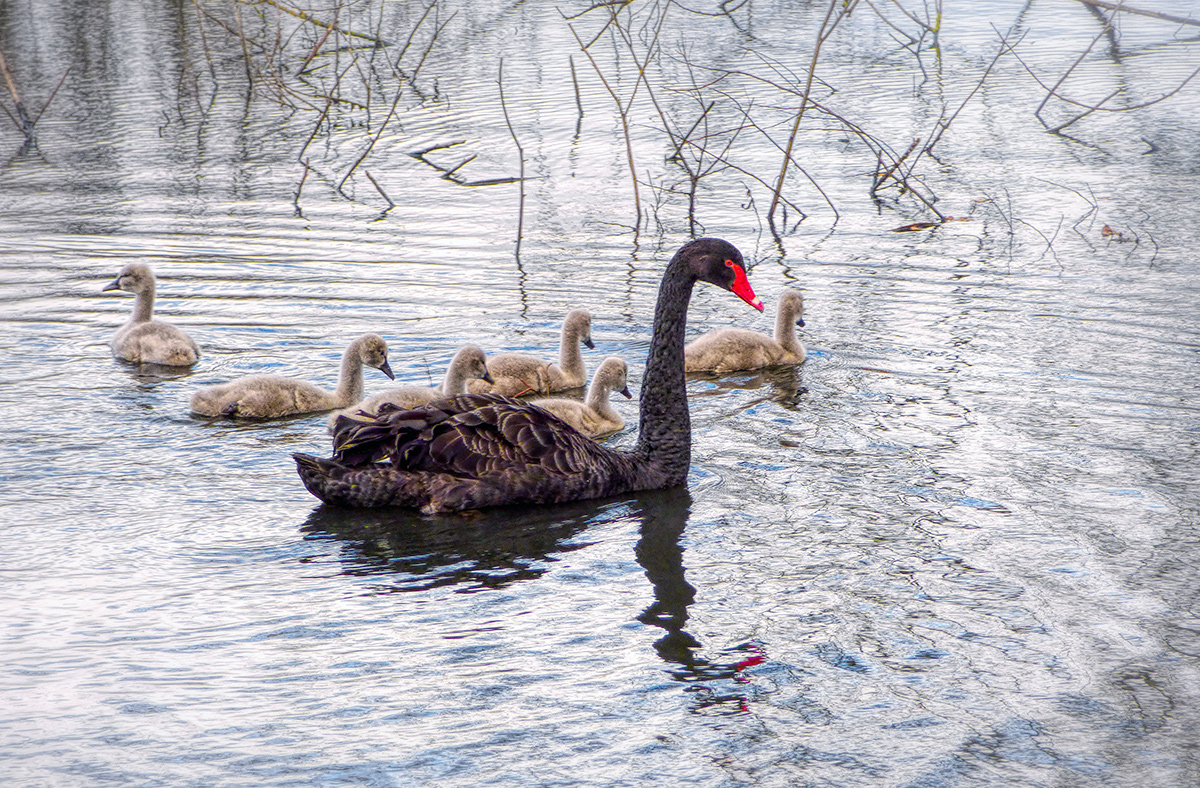 Winter Cygnets