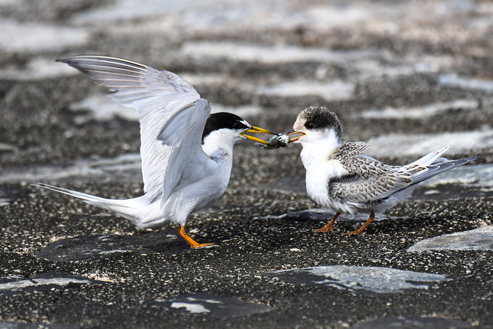 Undivided Parental Love and Care
