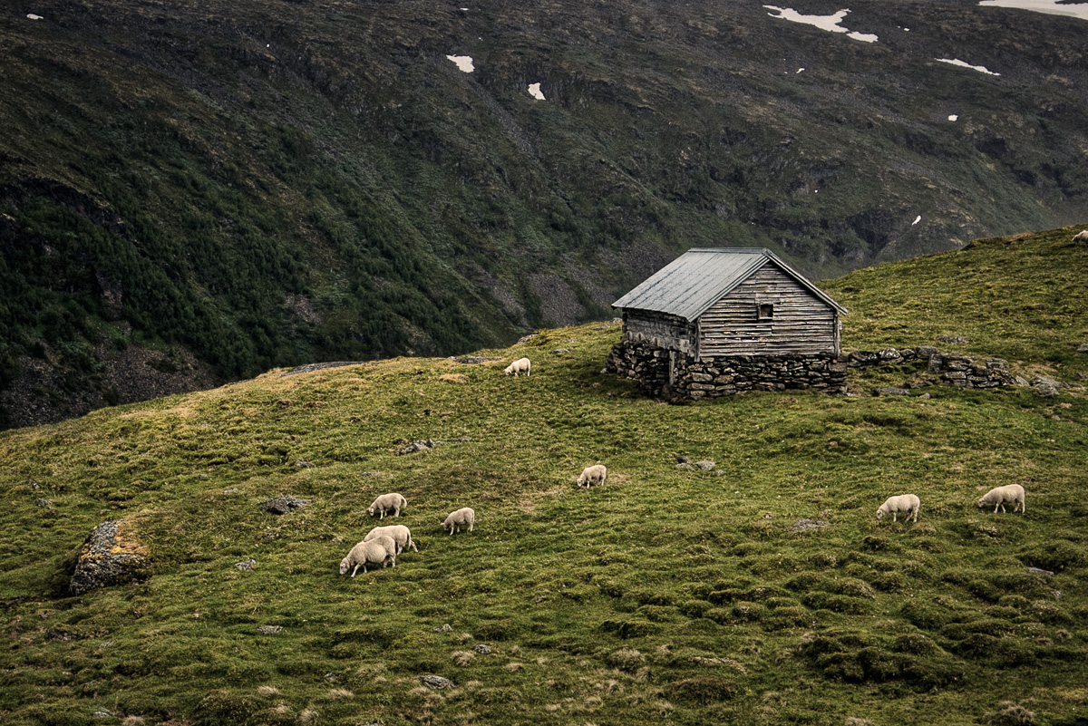 The Mountain Shepherd