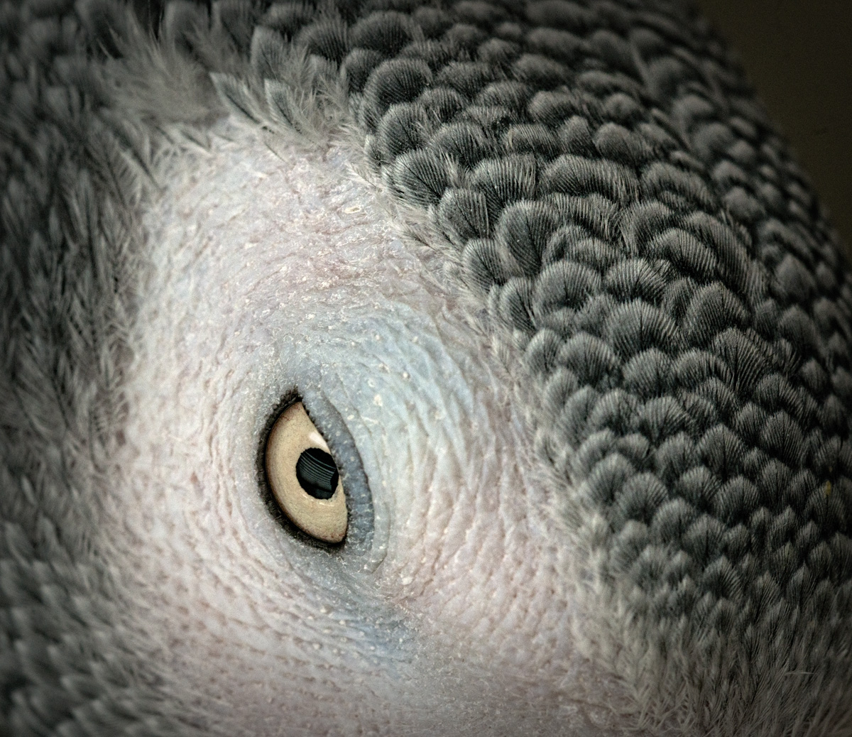 Parrot Portrait