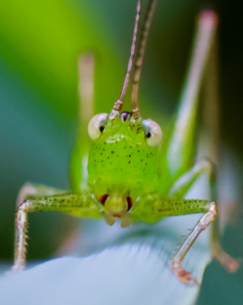 Cute Meadow Katydid Nymph