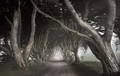 The Dark Hedges