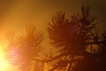 Before the Rising Sun