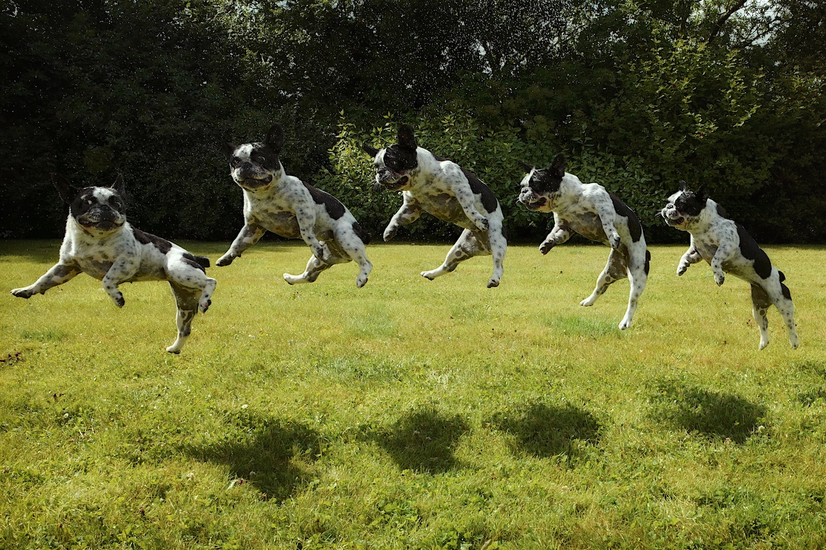 Anatomy of a dog leap