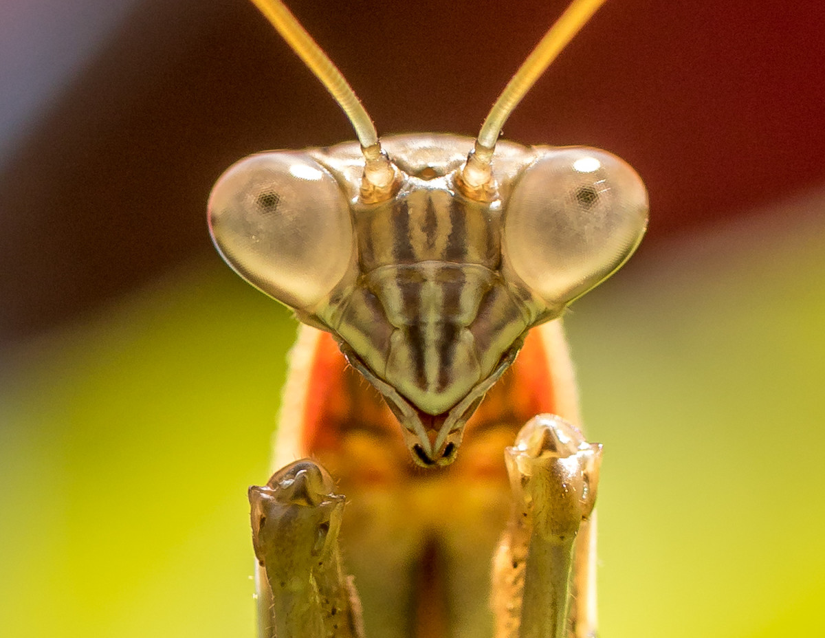 Face to Face with a Praying Mantis
