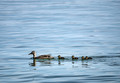 Ducks in a Row