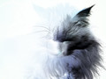 negative cat