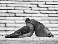 Love on the Rooftop