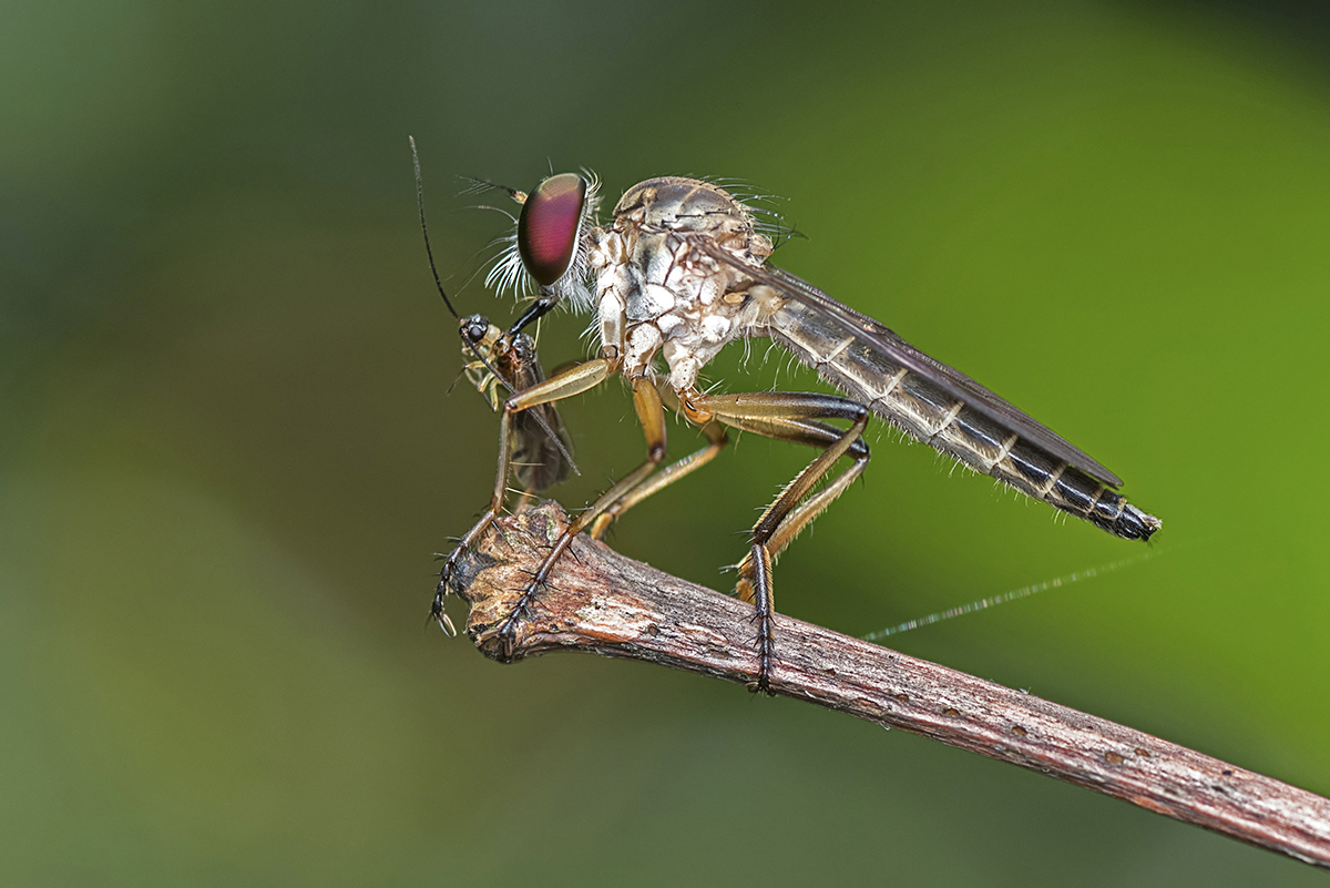 Magnificent Robber Fly Having Breakfast! 