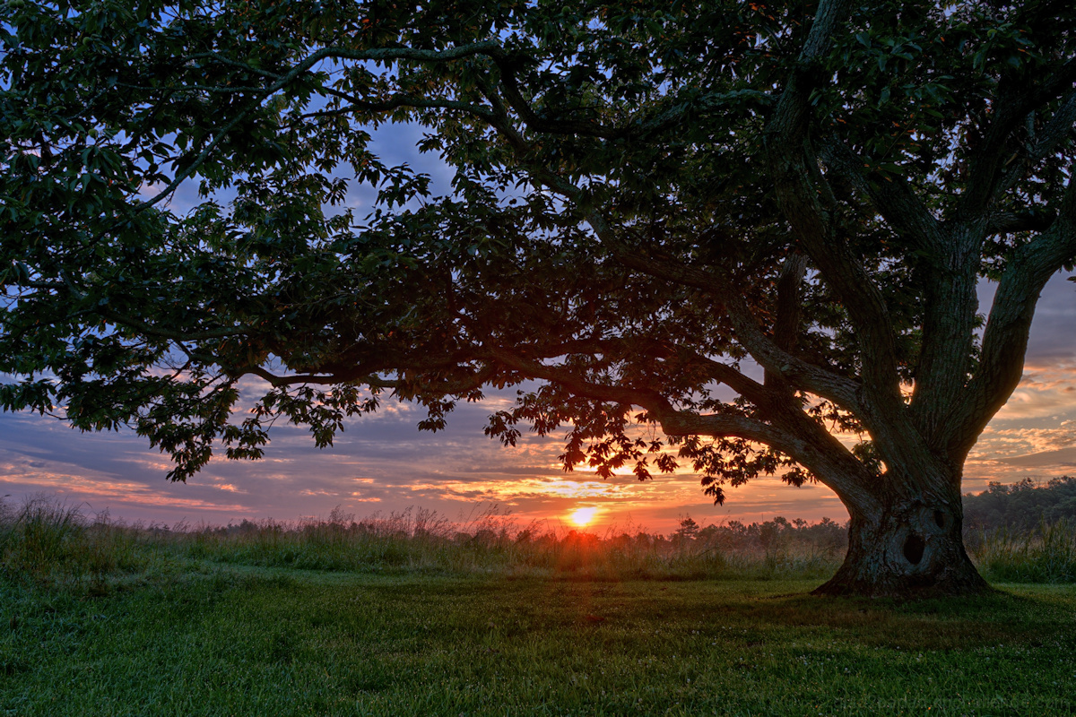 The Story Tree