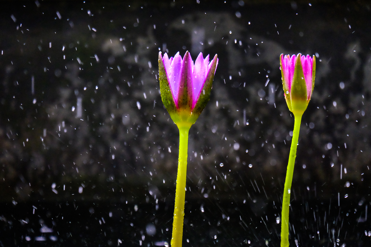 Water Lilies in the Rain