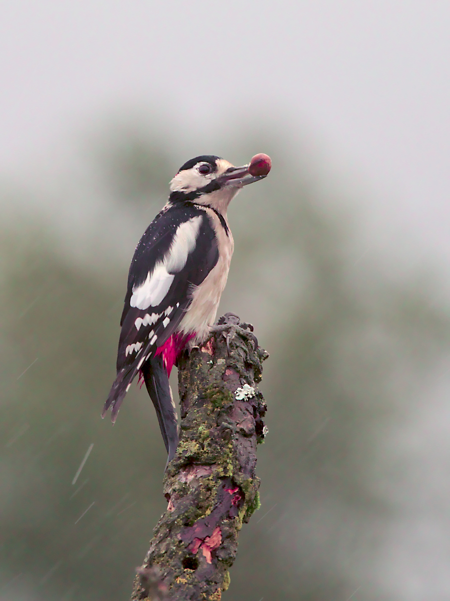 Great Spotted Woodpecker