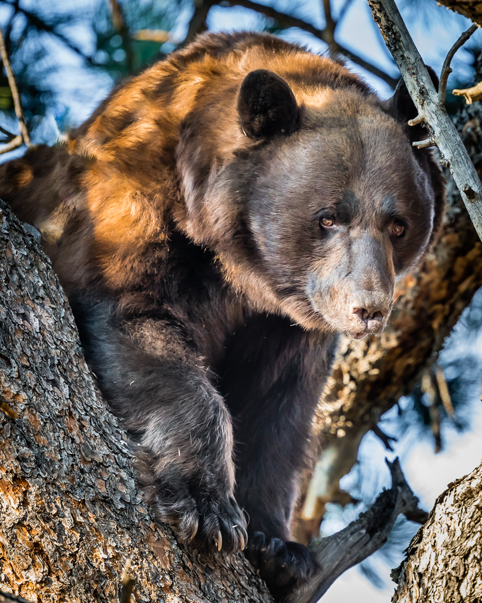 I was God's own drunk and a fearless man And that's when I first saw the bear