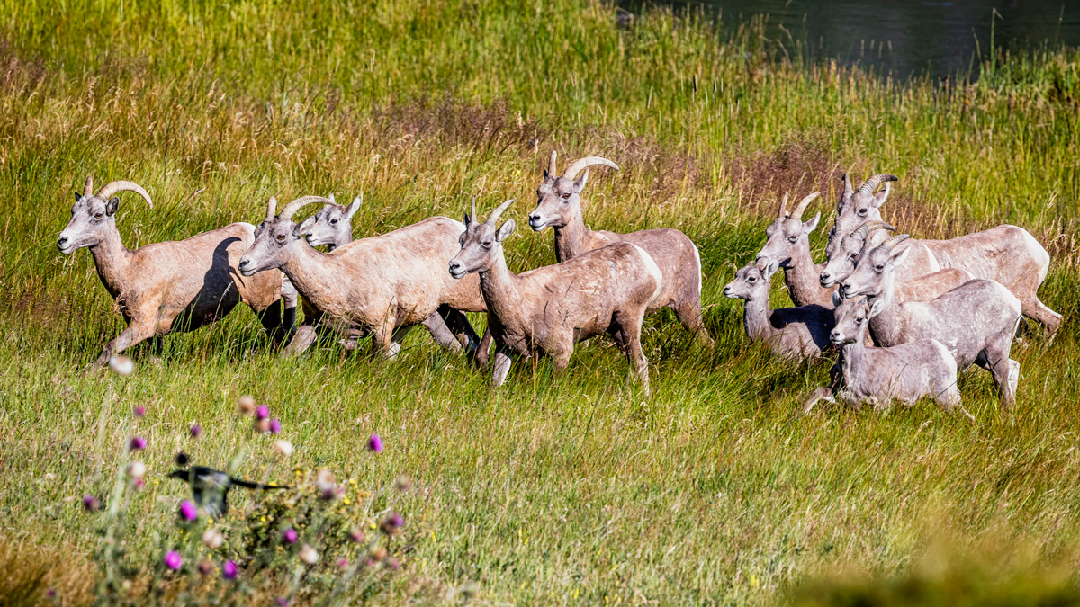 Diurnal Bighorn Flock