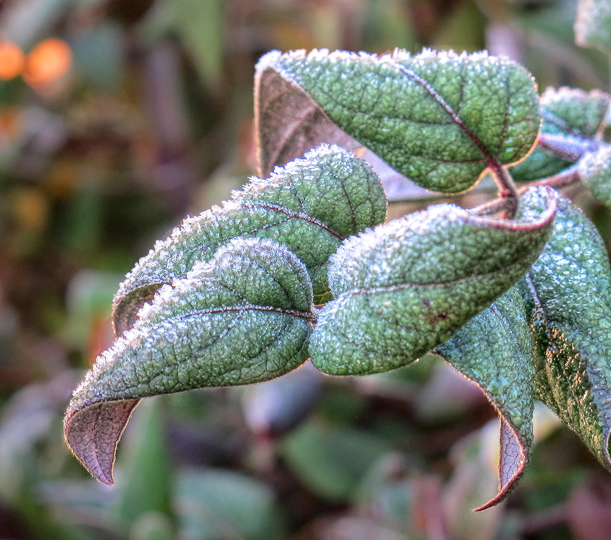 Frosty Morning