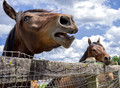 Looking  A Gift Horse In The Mouth
