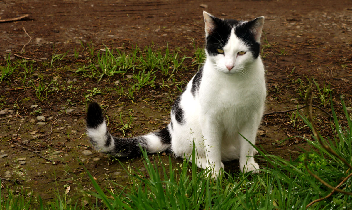 Sylvester,The Ball Bearing Rodent Eliminator...