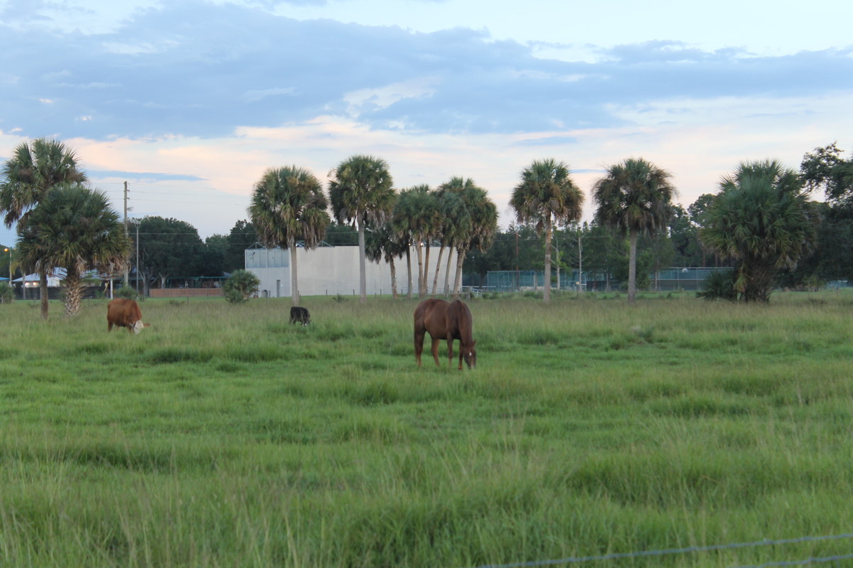 Farm Animals_SE
