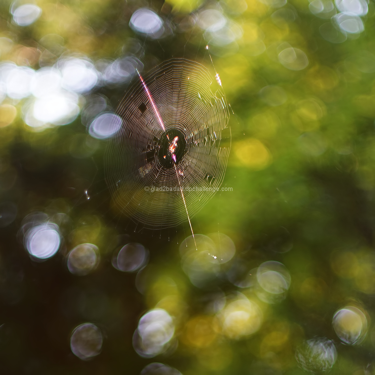 Web with a view.