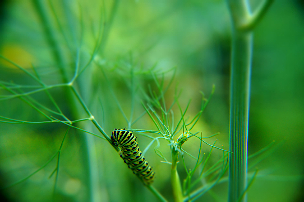 The Hungry Caterpillar 