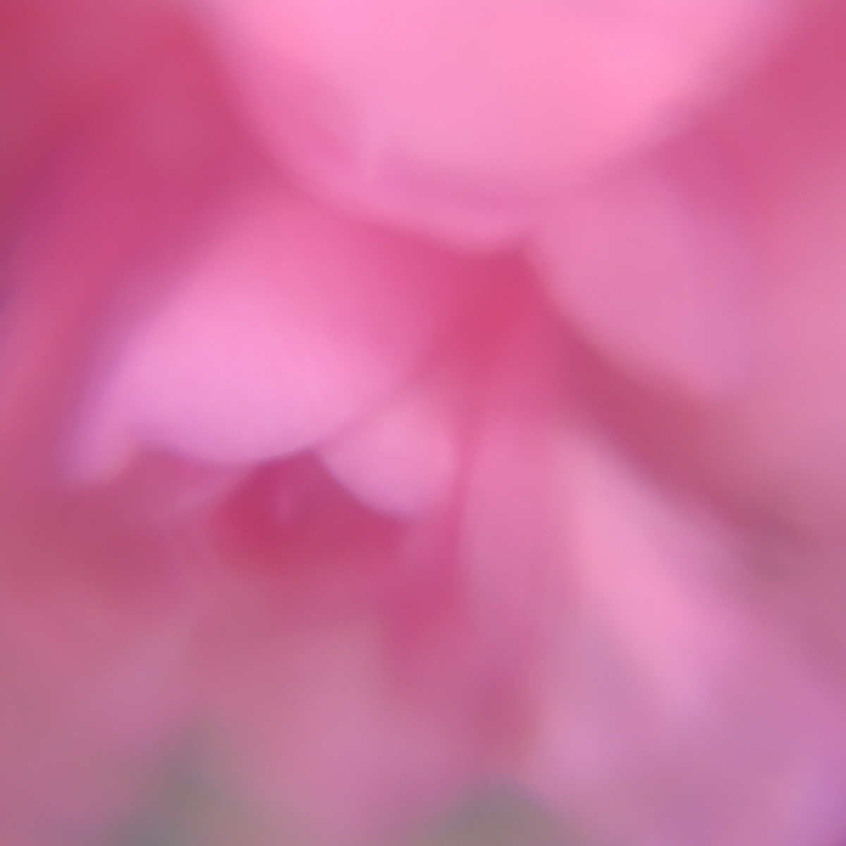 Camellia through a  Plastic Lens 