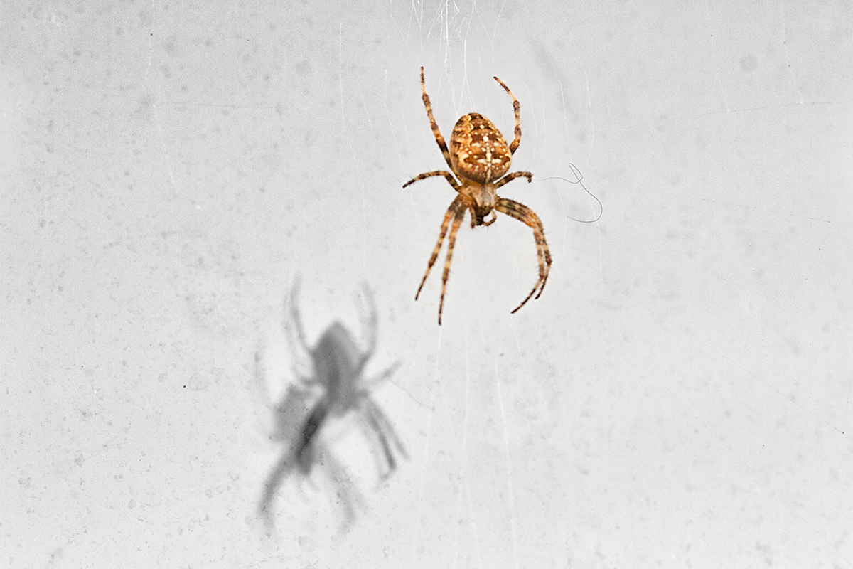 Ignore the spider, it's time to clean the windows