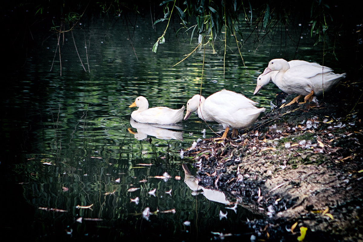 Ducks to water