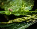 Tiny bug dips his foot in the morning dew