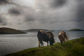 Ponies with a view