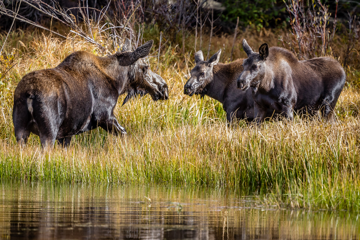 Momma Moose gives the Twins some Good Advice