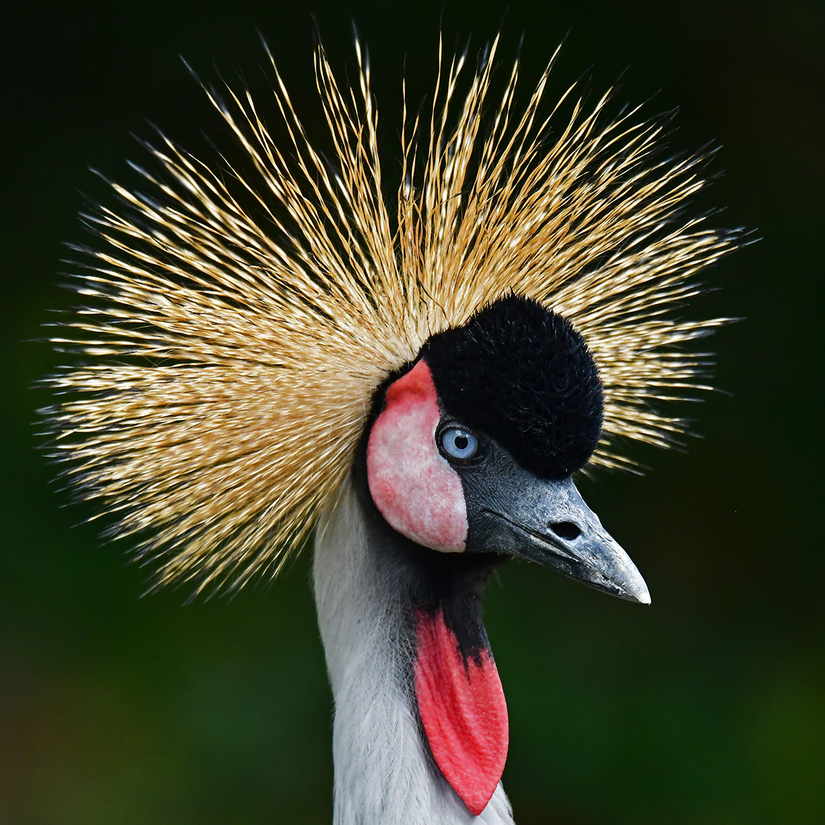 Majestic Grey-crowned Crane
