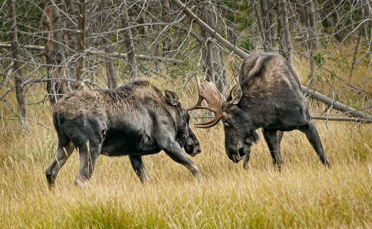 Fighting Moose in Grand Teton National Park