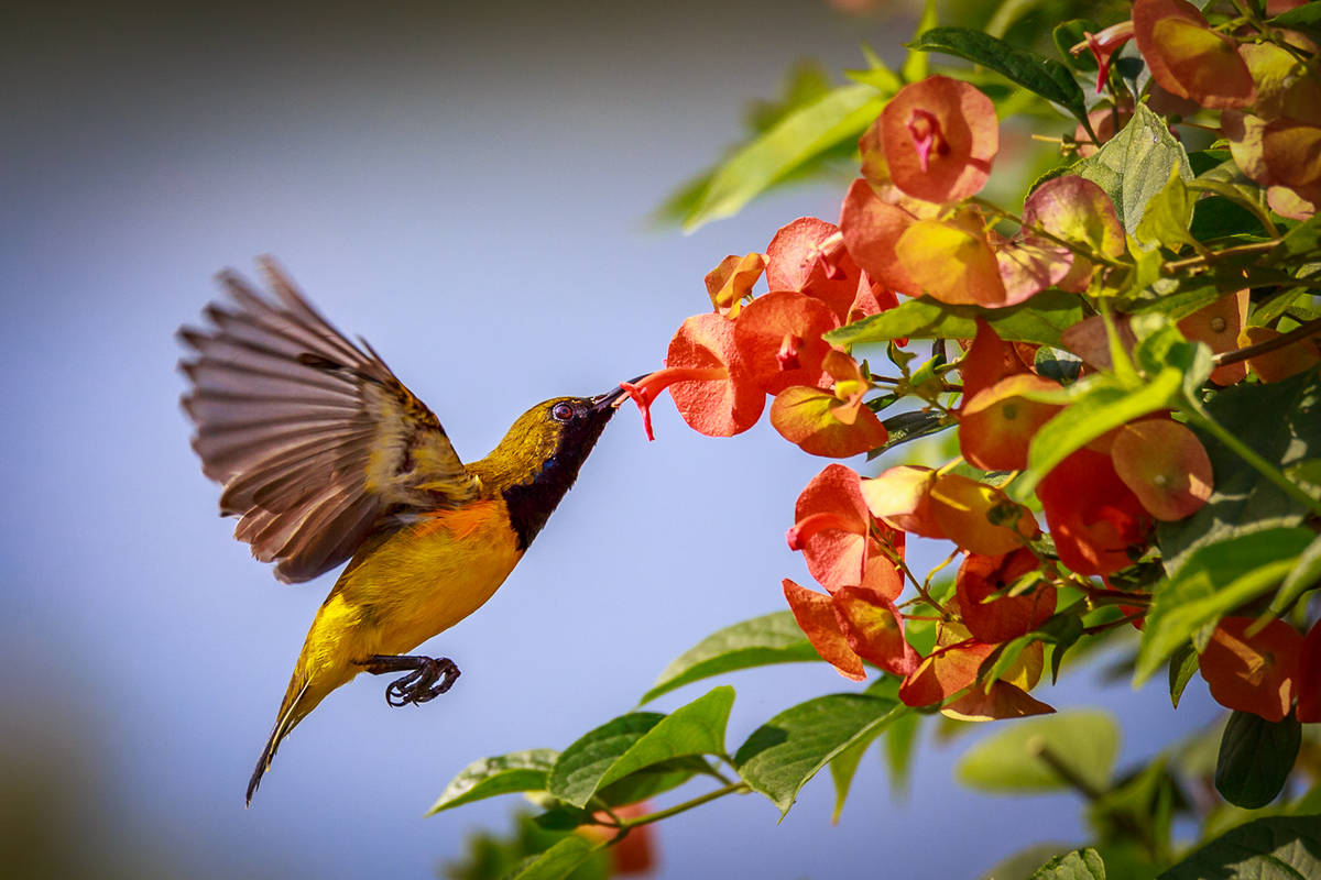 Olive Backed Sunbird in Flight -1