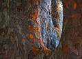 Shape & Texture