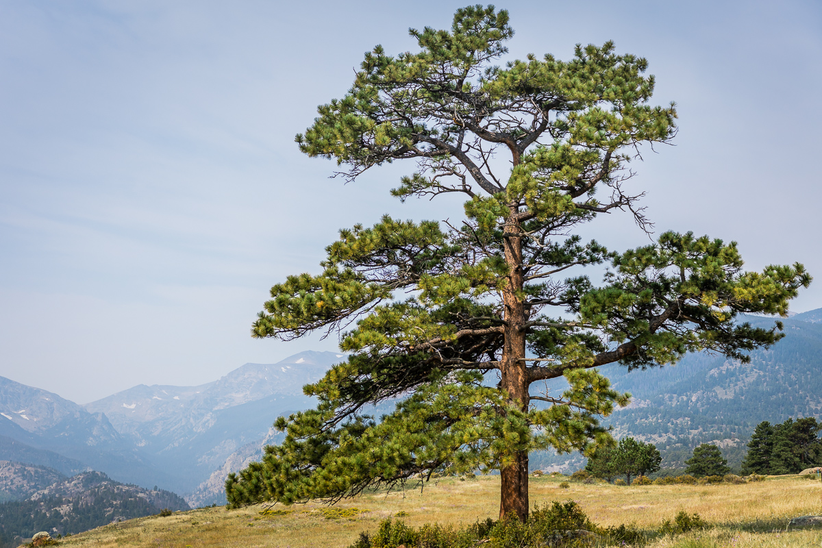 The Ponderosa Pine