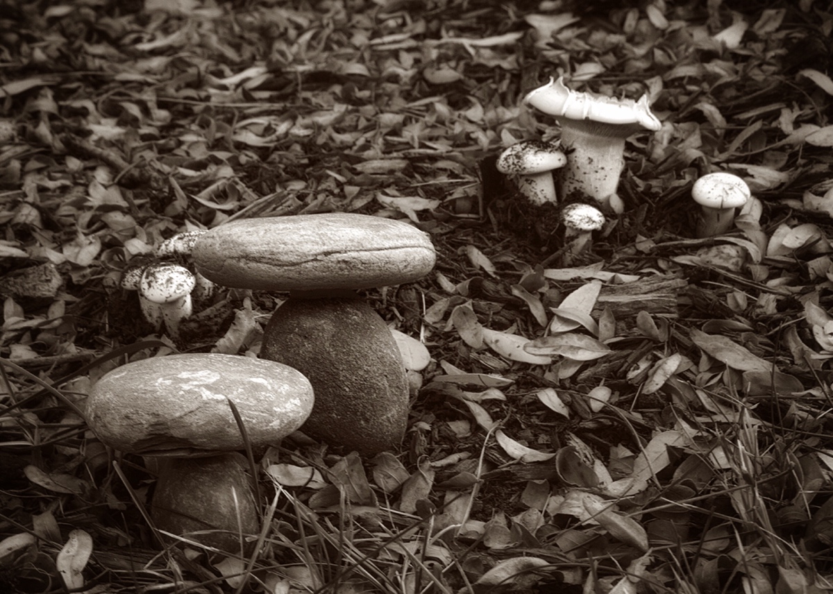 The rarely seen stone fungus