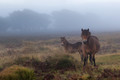 Misty on the moor