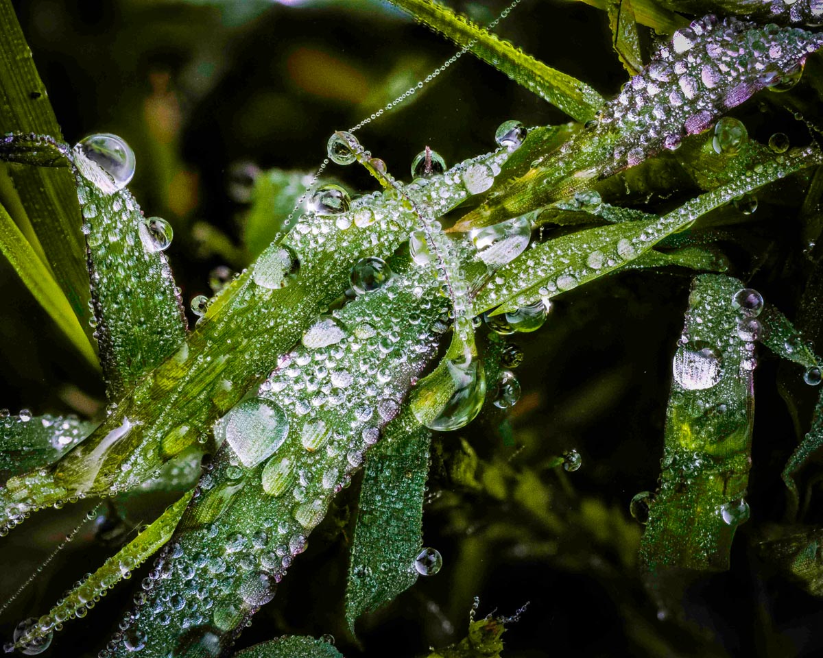 Heavy Dew On a Foggy Morning