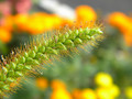 Fall seeds
