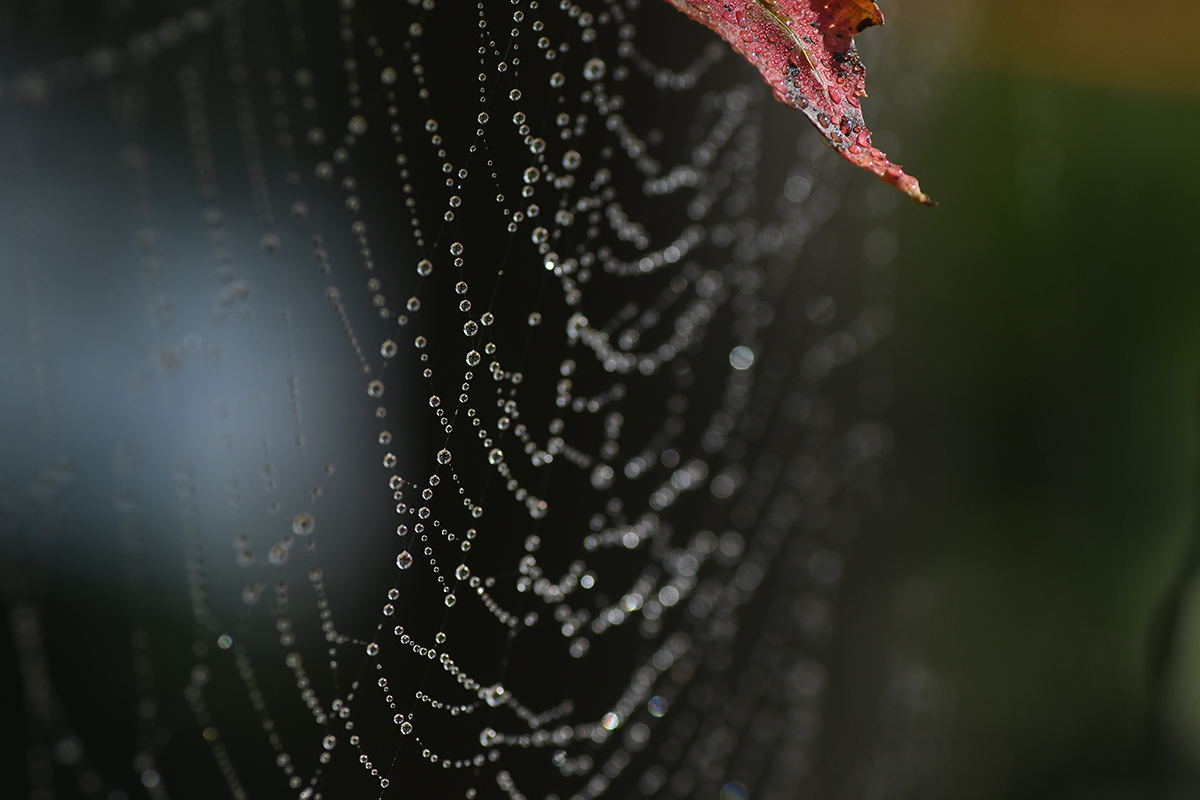 silent fall