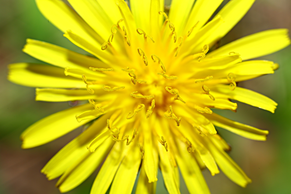 Dandelion