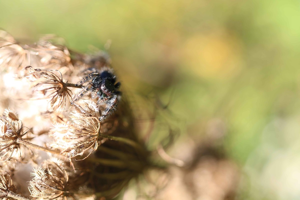 Tiny spider climbs high to check out the big black eye