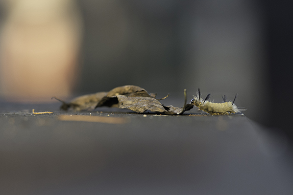 Caterpillar Dinner